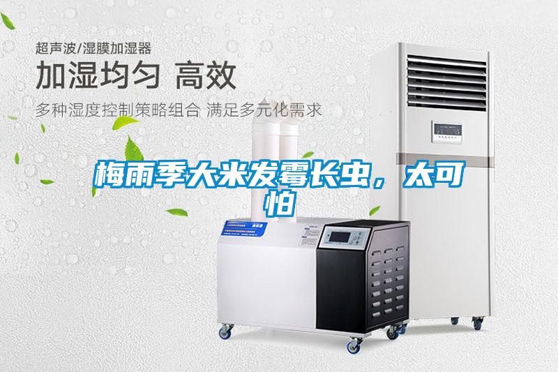 梅雨季大米發霉長蟲,太可怕